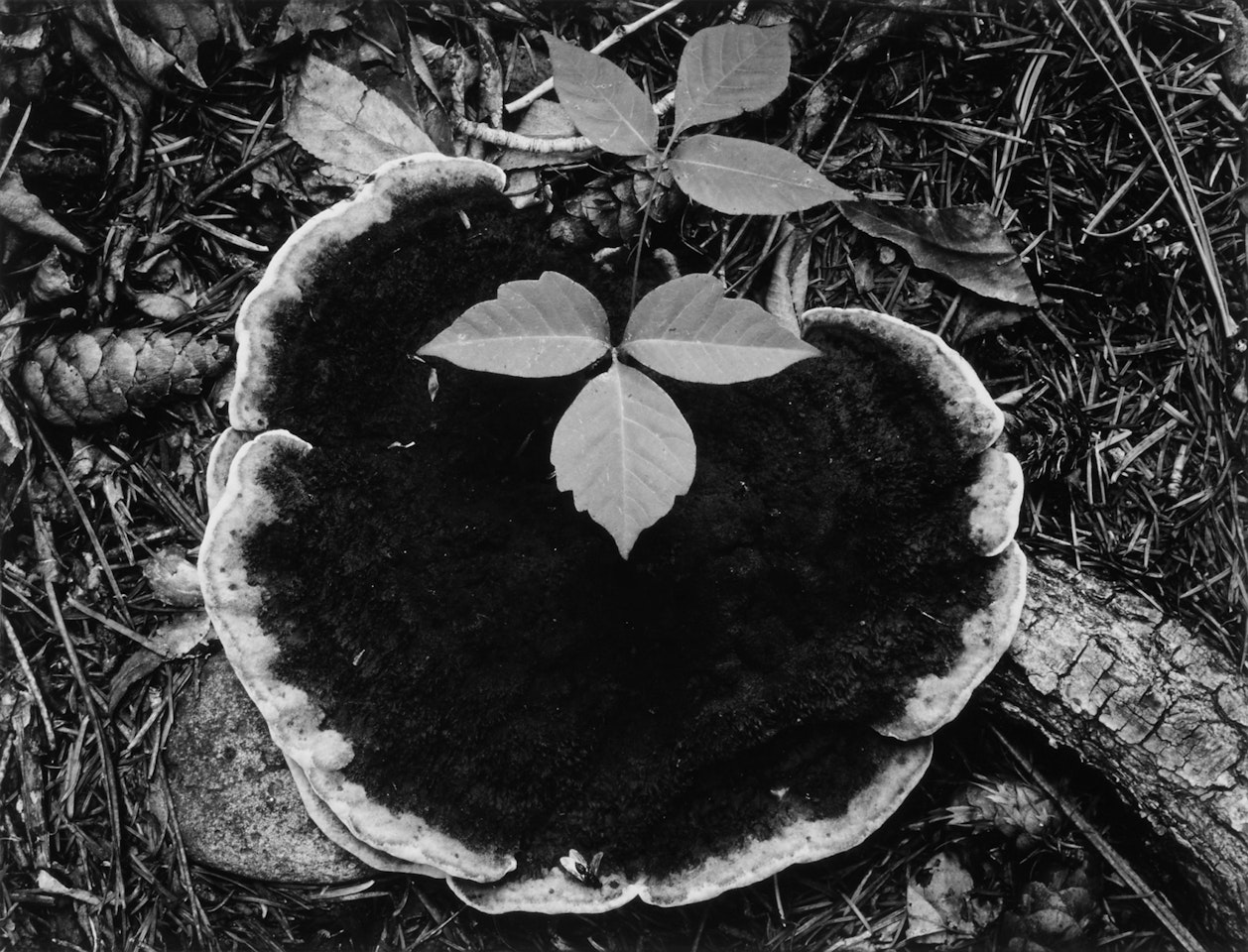 Mushroom, Forest Floor by Ansel Adams