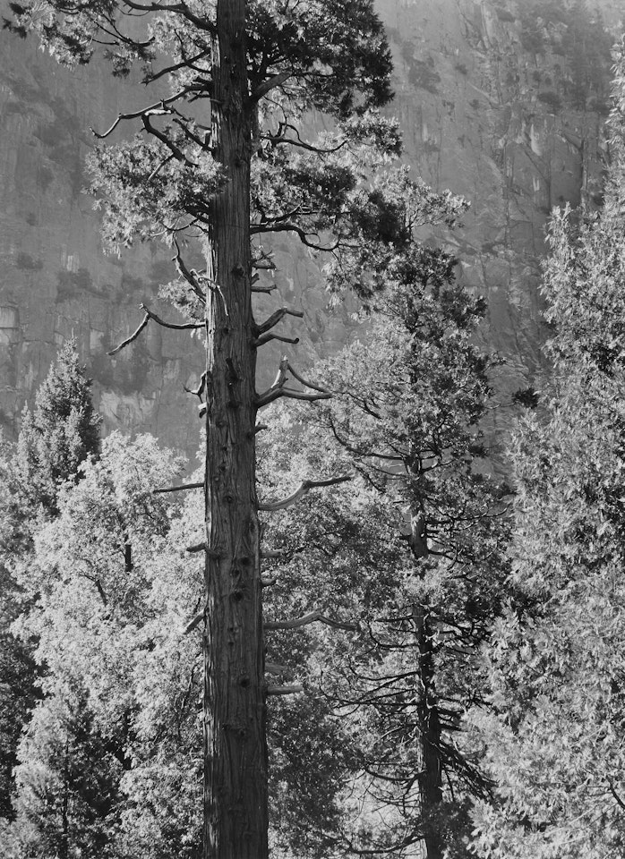 Cedar Tree, Cliffs, Yosemite Valley, California by Ansel Adams