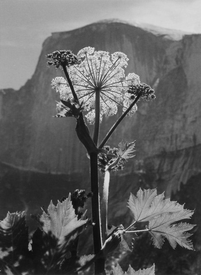 ‘Flower, Half Dome, Yosemite Valley’ (Cow Parsnip) by Ansel Adams