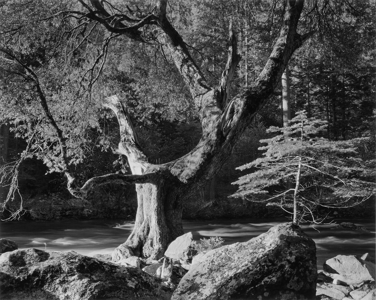 Early Morning, Merced River Canyon, Yosemite National Park, Ca. by Ansel Adams
