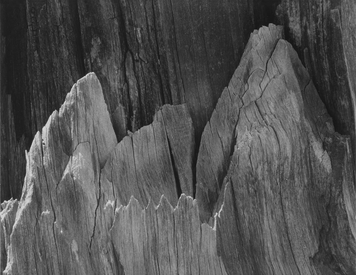Tree Detail, Sierra Nevada by Ansel Adams