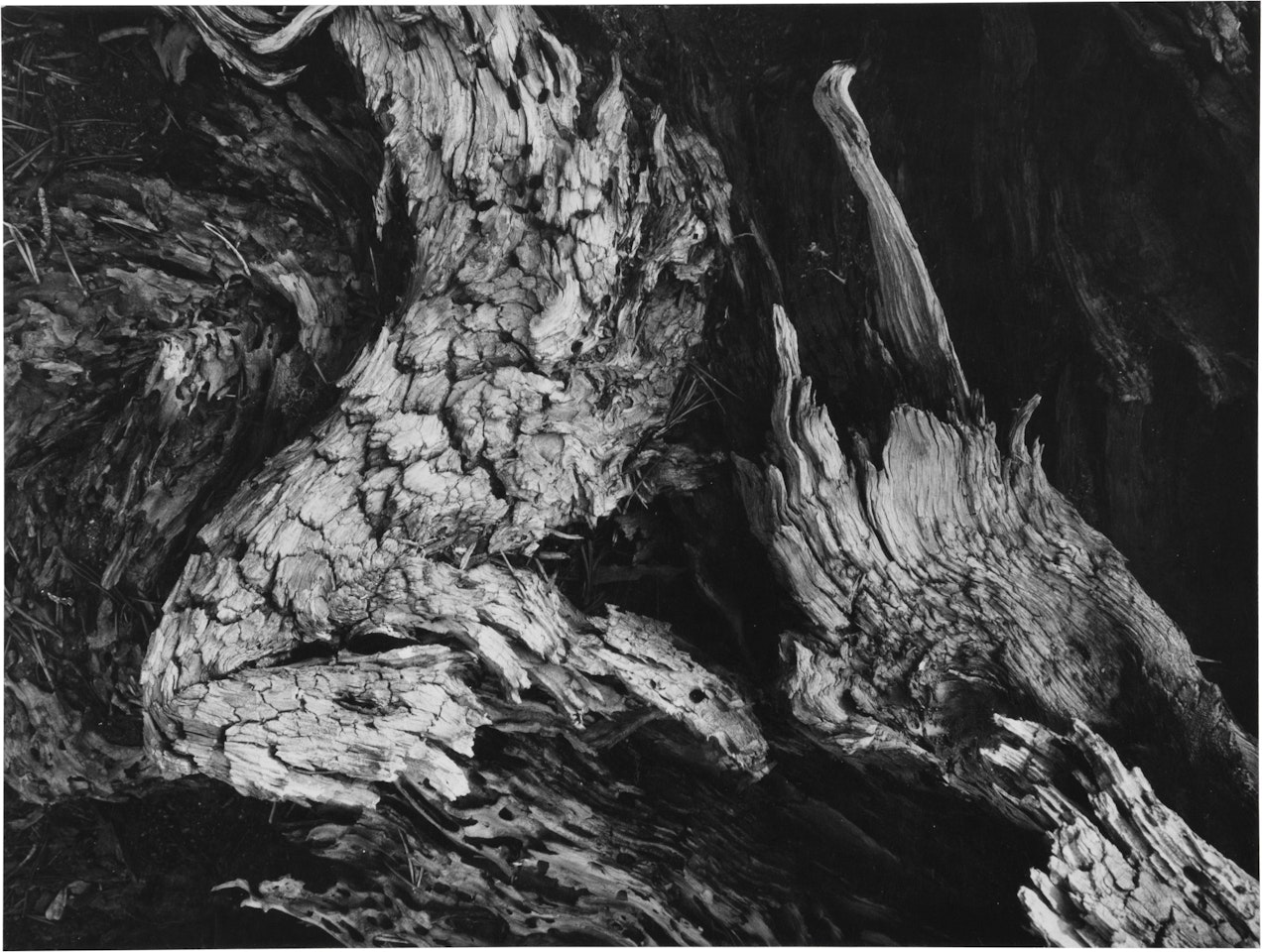 Tree Detail (Birdwing Shape) by Ansel Adams