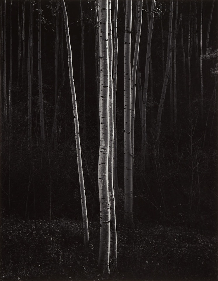 Aspens, Northern New Mexico' (Vertical) by Ansel Adams