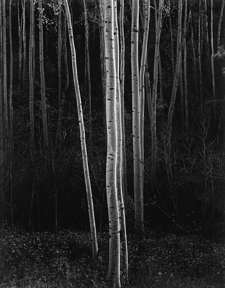 Aspens, Northern New Mexico (vertical) by Ansel Adams