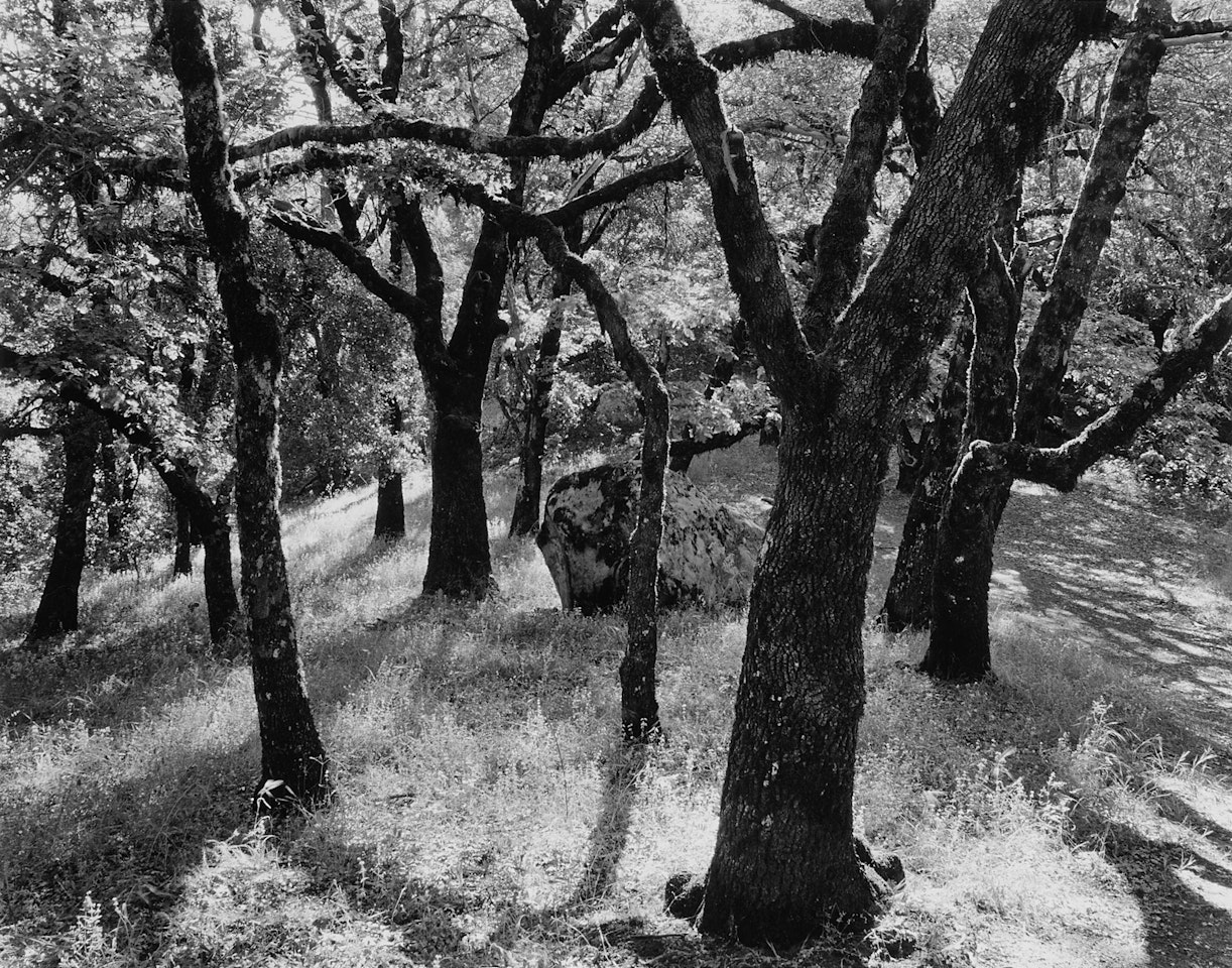 Trees, Castle Rock, California by Ansel Adams