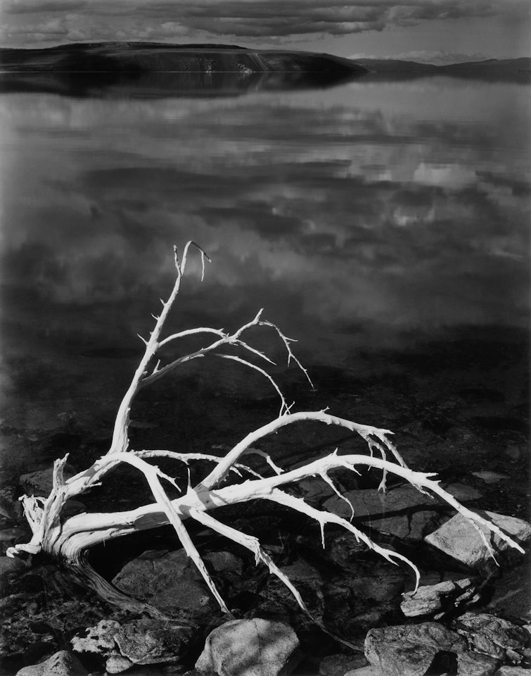 White Branches, Mono Lake, California by Ansel Adams