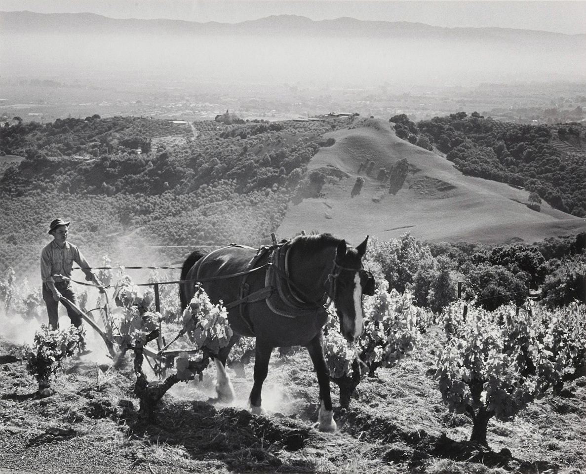 Paul Masson Vineyards, Saratoga by Ansel Adams