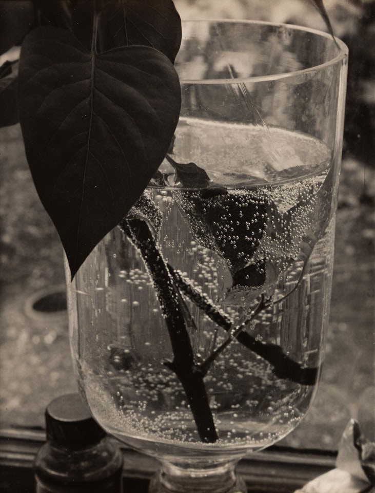 Still life with leaf in a glass by Josef Sudek