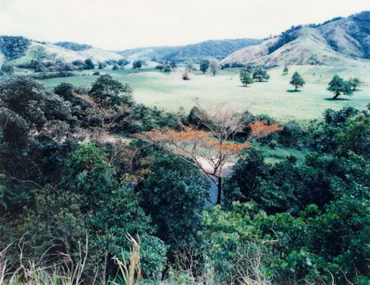 Paradise 5, Daintree, Australia by Thomas Struth