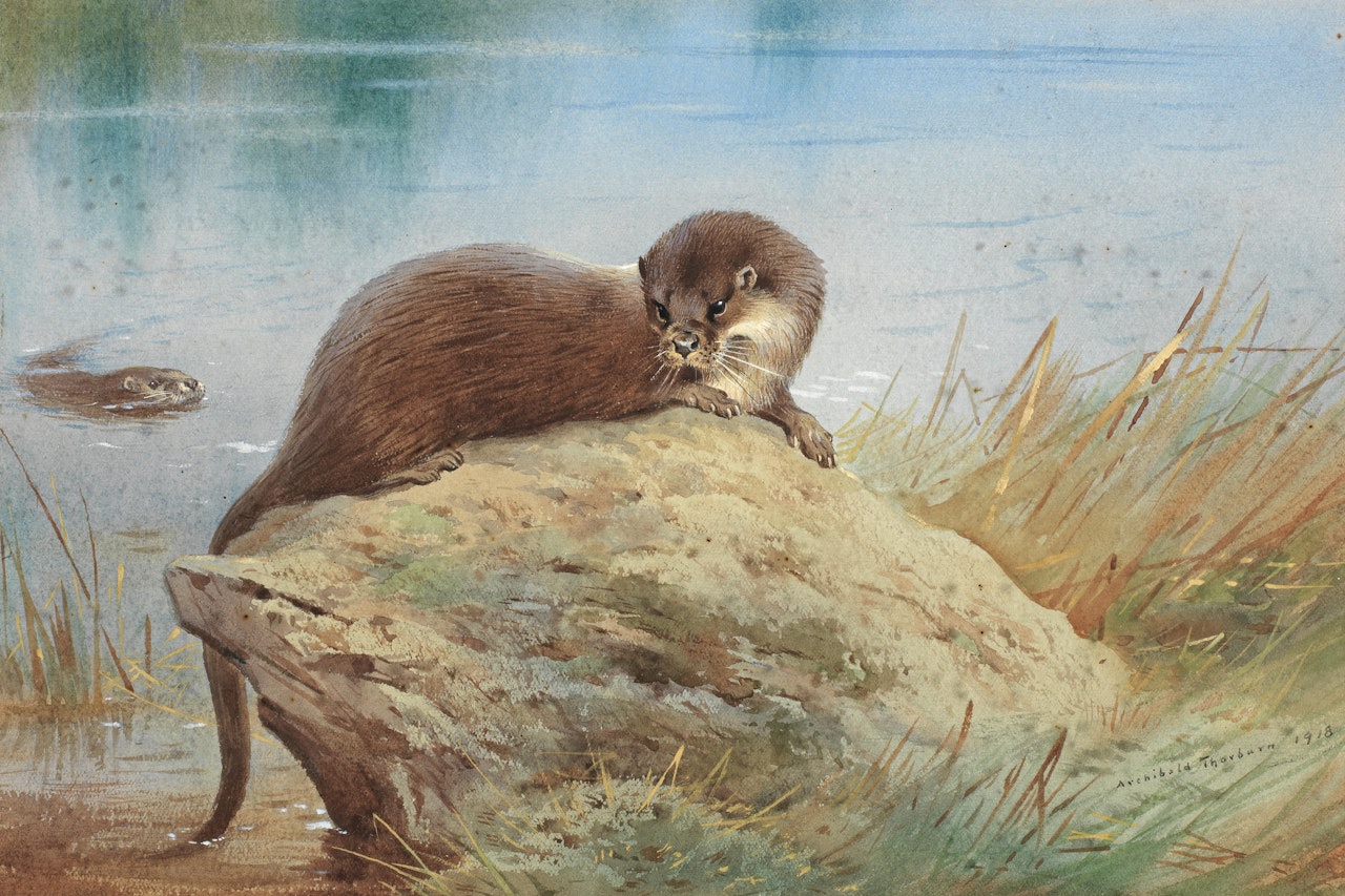 Otters by the bank by Archibald Thorburn