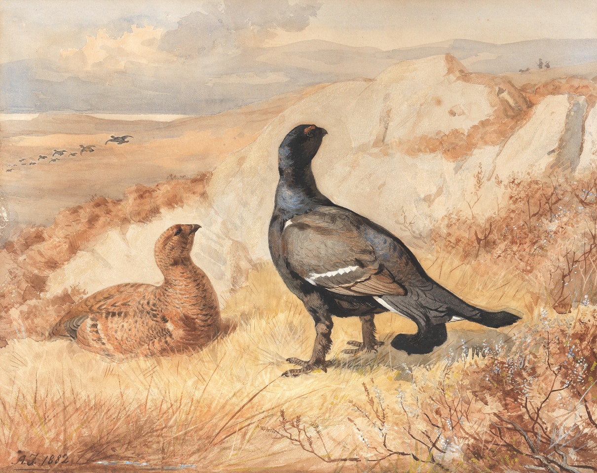 Blackgame in a landscape by Archibald Thorburn