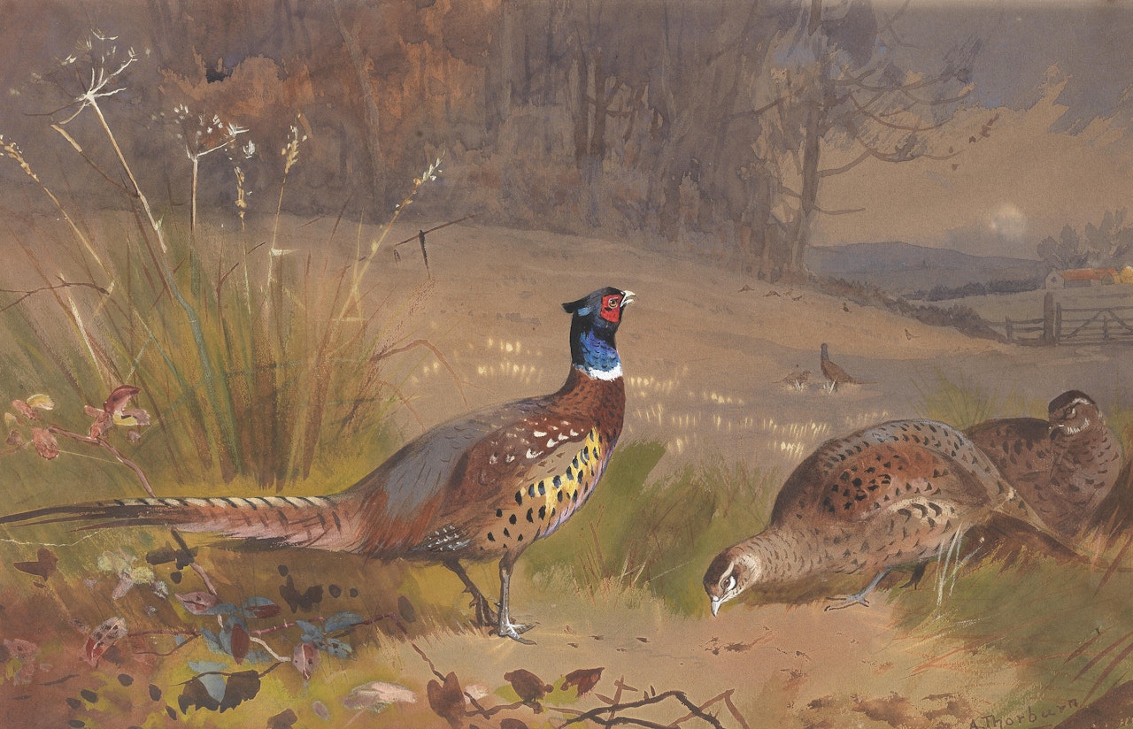 Pheasants on the edge of a wood by Archibald Thorburn