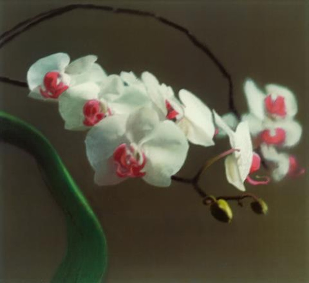 Orchidee I by Gerhard Richter