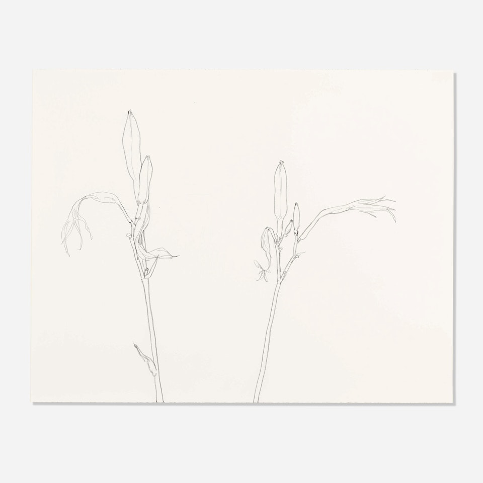 Lily by Ellsworth Kelly