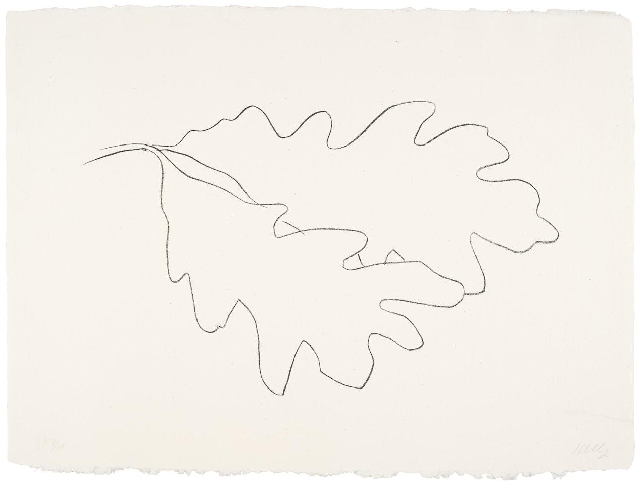 Oak VII, from Oak Leaves by Ellsworth Kelly