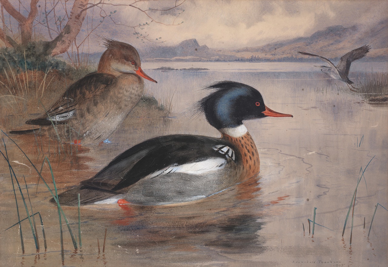 Mergansers on Loch Maree by Archibald Thorburn