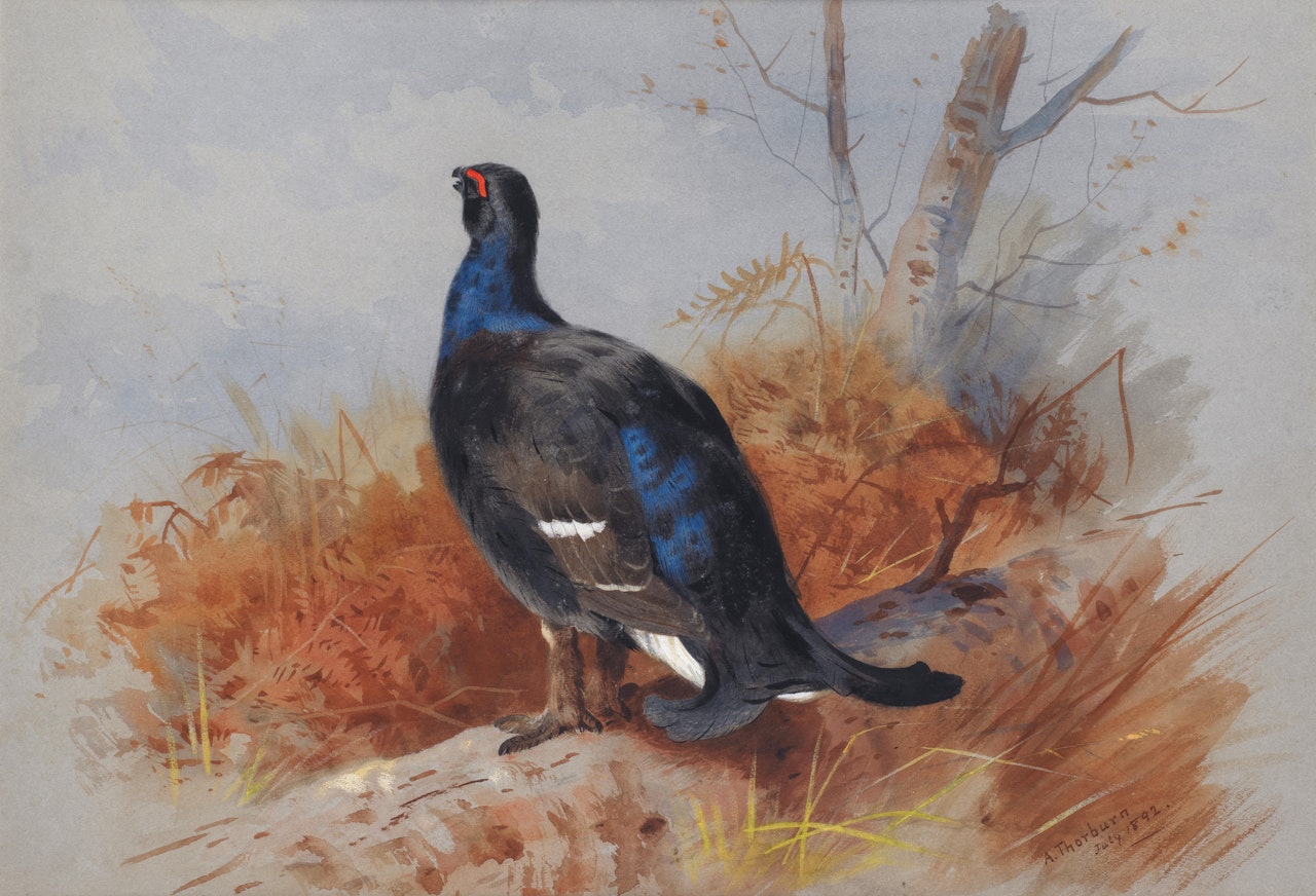 Blackgame by Archibald Thorburn