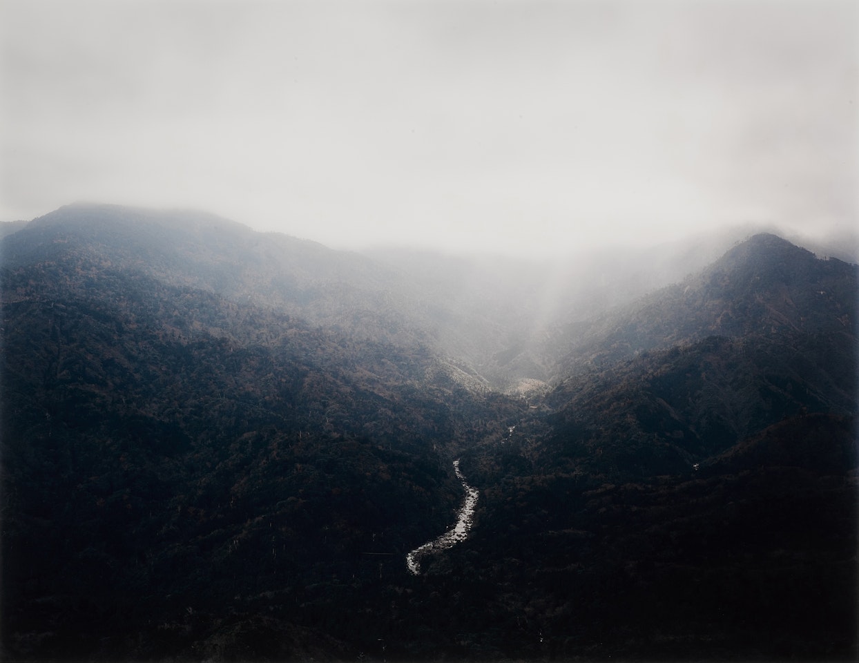 Paradise 16, Yakushima, Japan by Thomas Struth