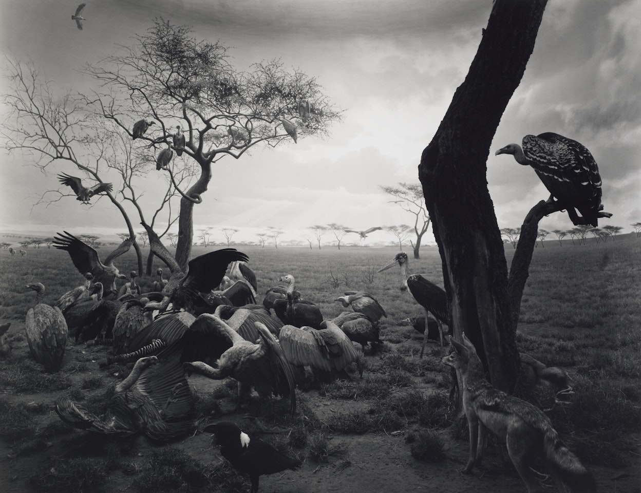 Hyena-Jackal-Vulture, 1976 by Hiroshi Sugimoto