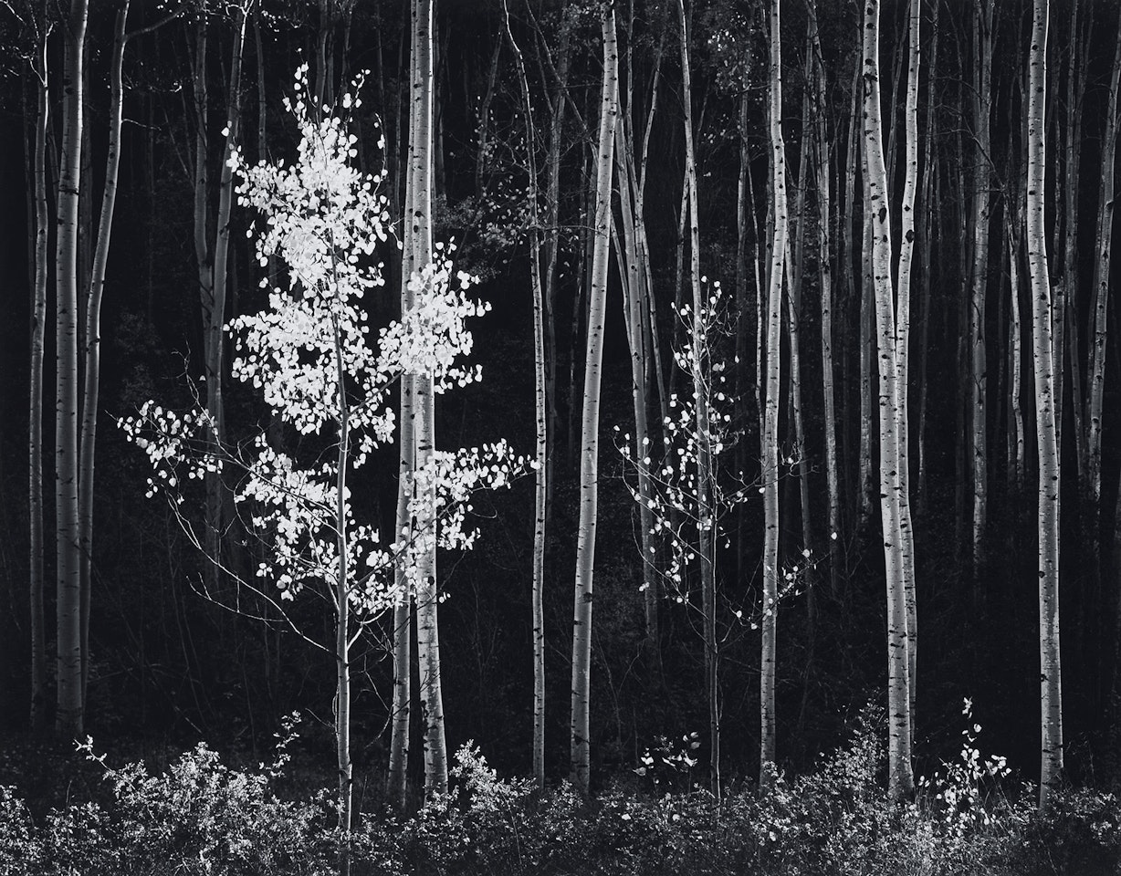 Aspens, Northern New Mexico by Ansel Adams
