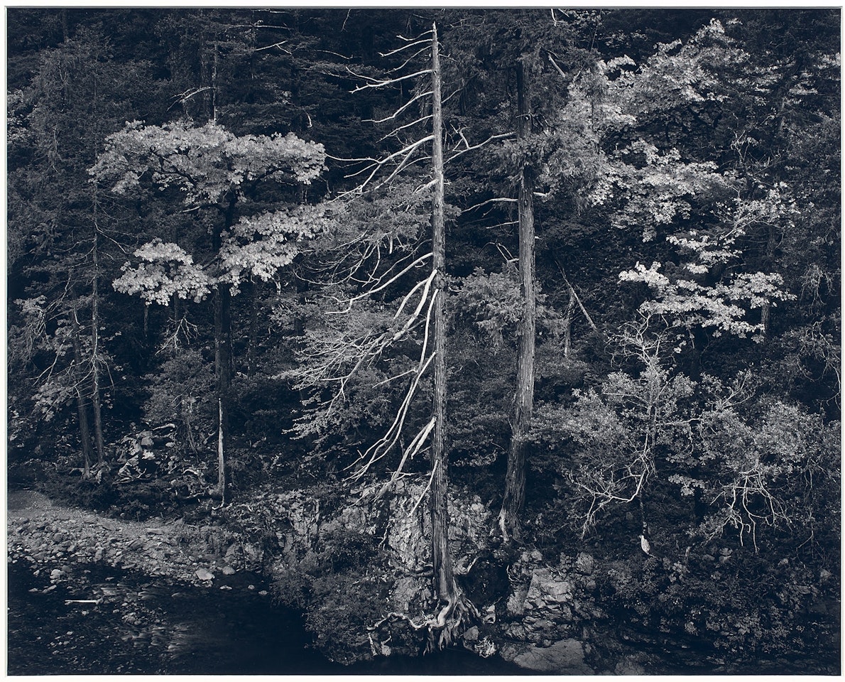 Forest and Stream, Northern California by Ansel Adams