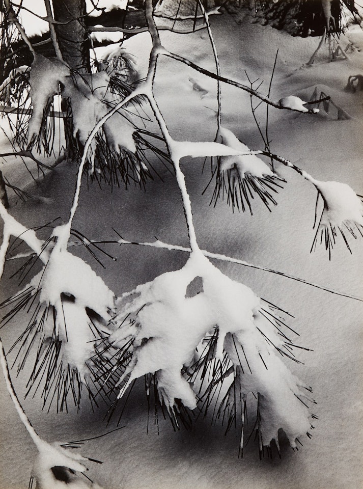 Branches in Snow by Ansel Adams