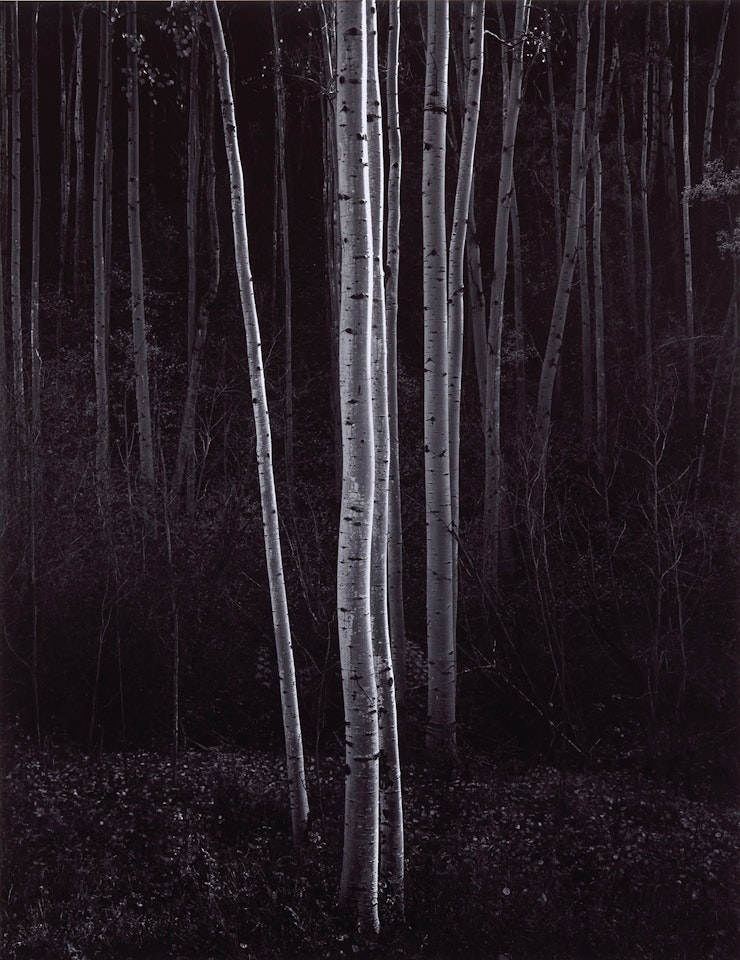 Aspens, Northern New Mexico by Ansel Adams