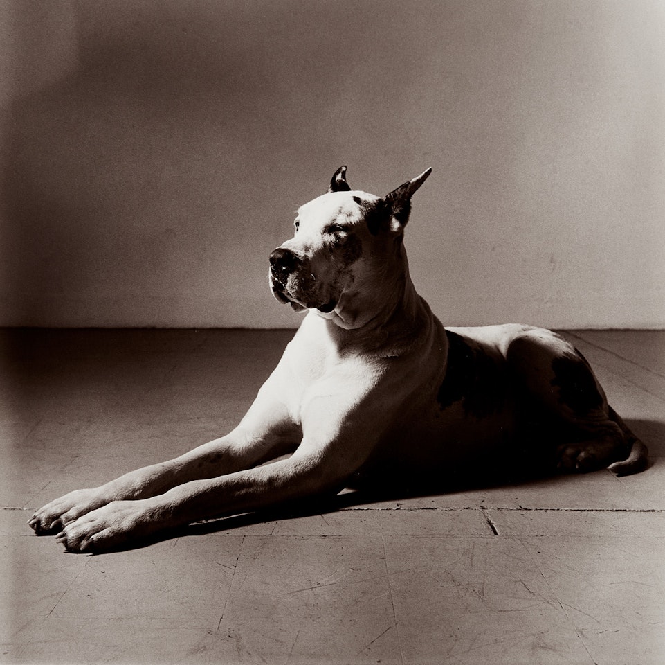 Great Dane (Sphinx) by Peter Hujar