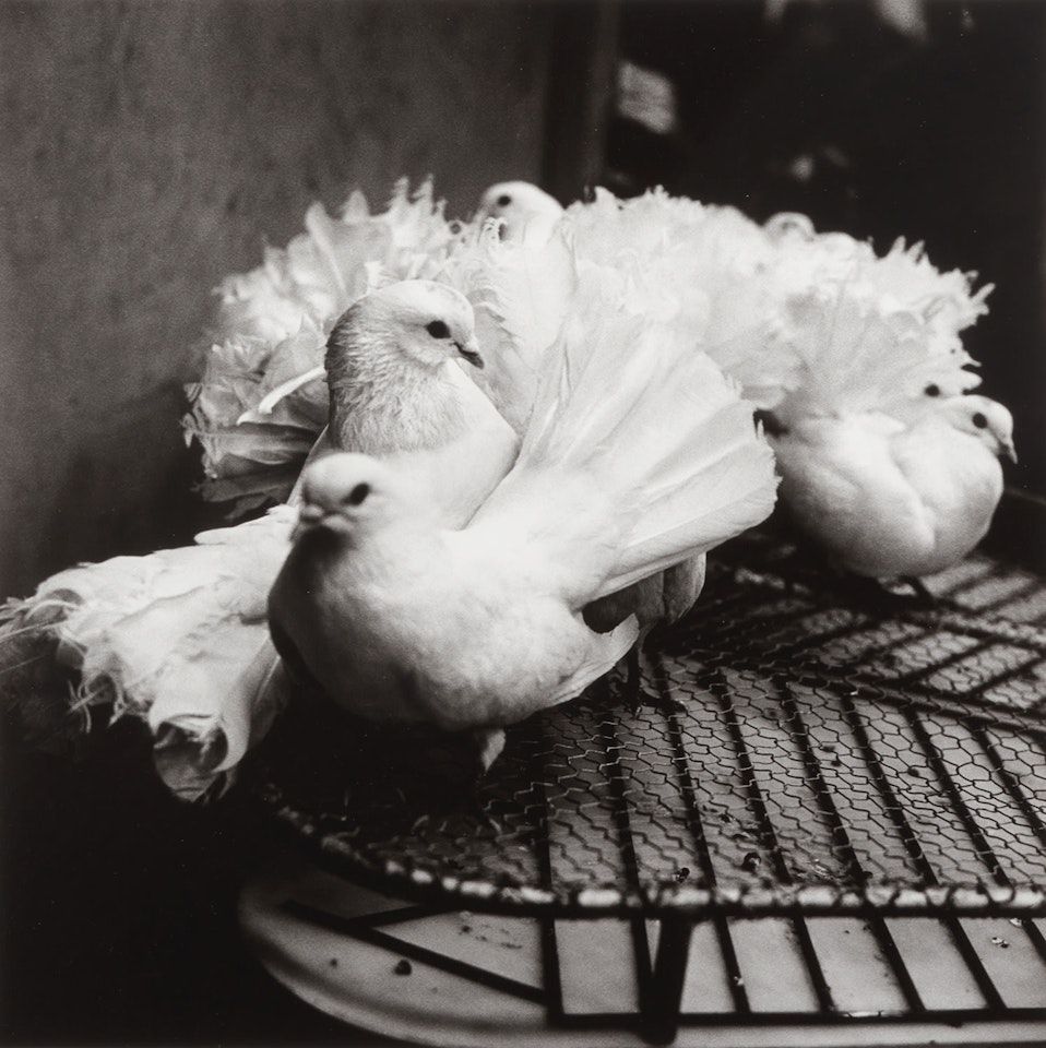 Doves in The Circus by Peter Hujar