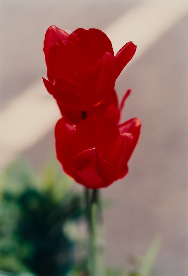 Pflanze Nr. 68, 2 Rote Tulpen, Winterthur by Thomas Struth