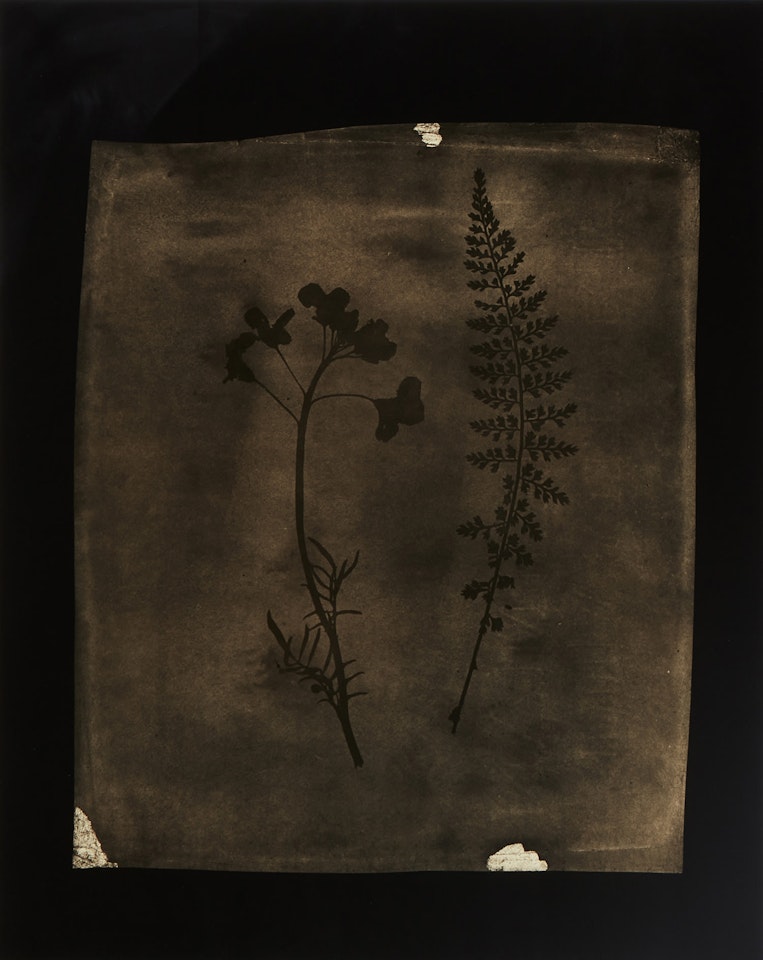 Asplenium Halleri, Grande Chartreuse, 1821 - Cardamine Pratensis, April 1839 by Hiroshi Sugimoto