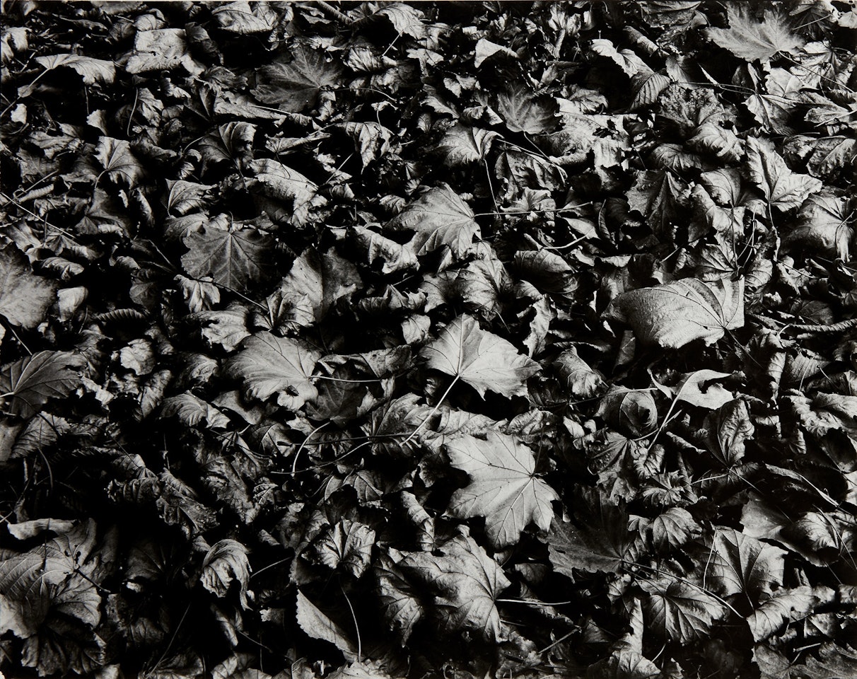 Chicago by Harry Callahan