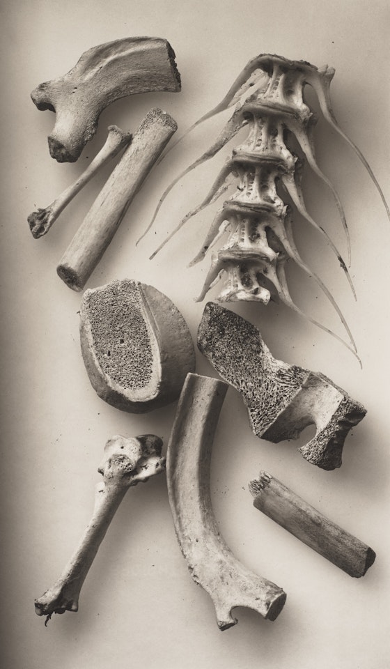 Bird and Fish Bones by Irving Penn