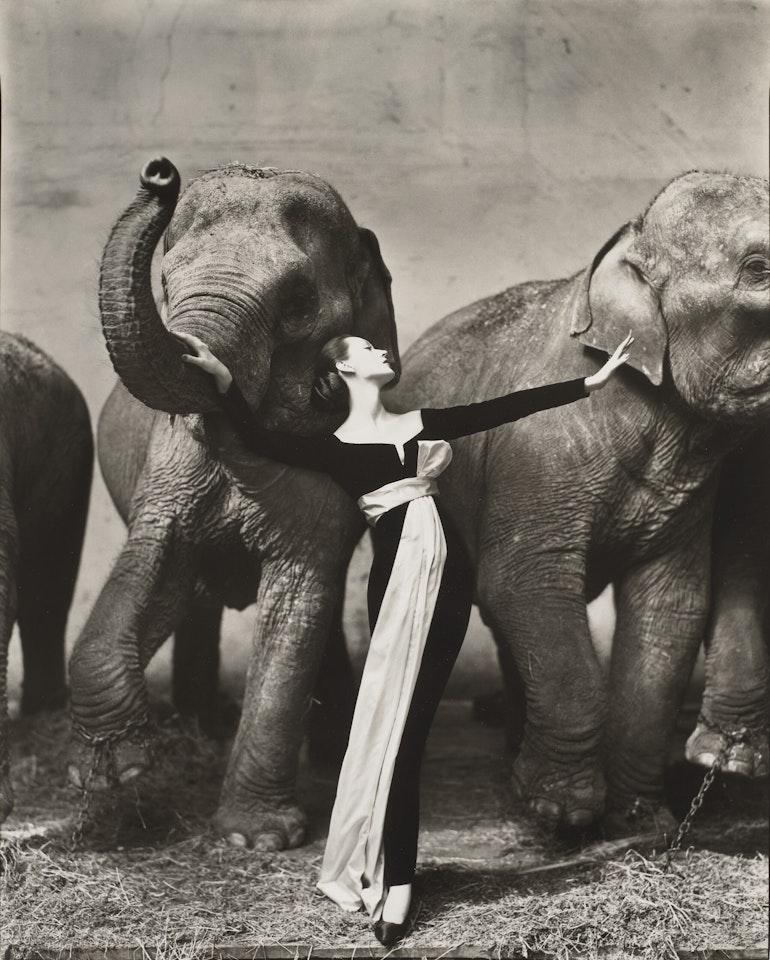 Dovima with Elephants, Evening Dress by Dior, Cirque d'Hiver, Paris, 1955 by Richard Avedon