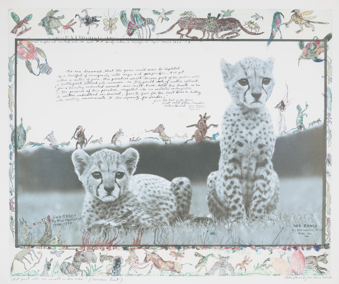 Orphaned Cheetah Cubs at National Park Headquarters in Mweiga nr. Nyeri, 1968 by Peter Beard
