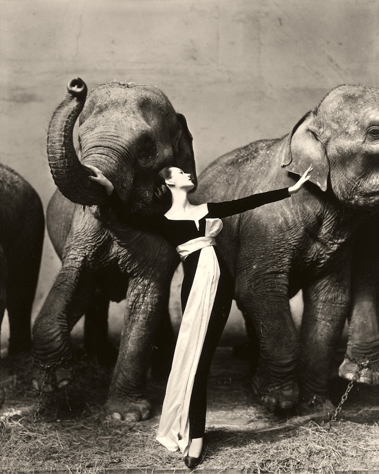 Dovima with elephants, Evening dress by Dior, Cirque d'Hiver, Paris, August 1955 by Richard Avedon