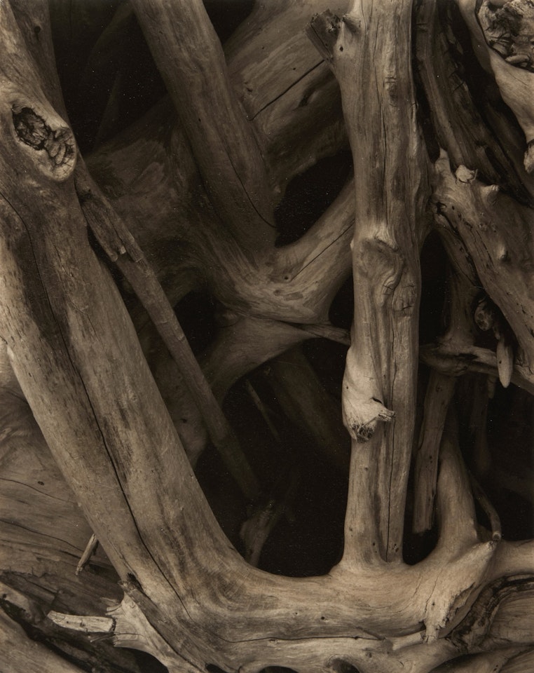 Driftwood by Paul Strand
