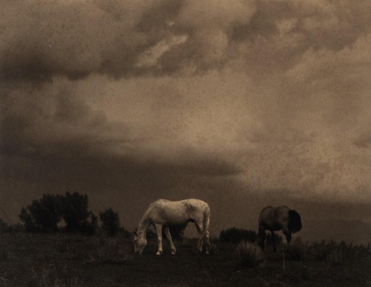 New Mexico' (Grazing Horses, Taos) by Paul Strand