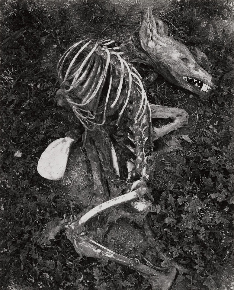 Coyote by Frederick Sommer
