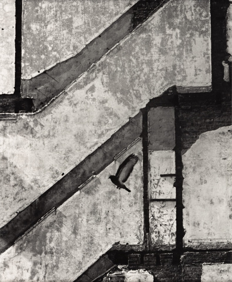Landing Pigeon by André Kertész