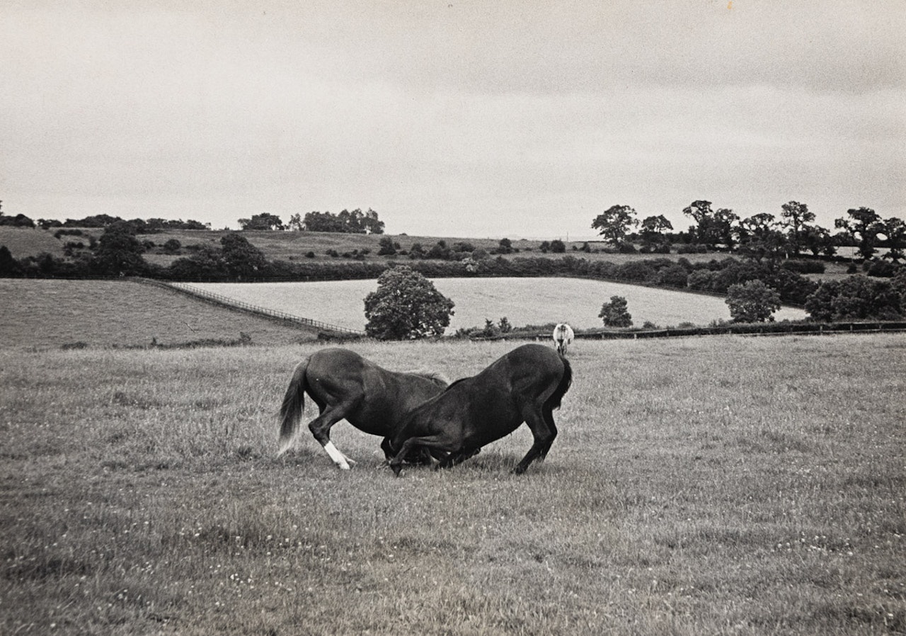 Two horses, Ireland by Henri Cartier-Bresson