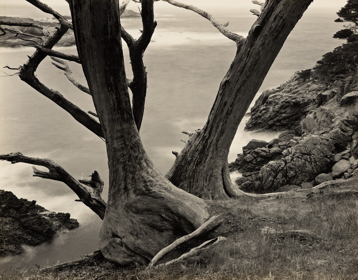 Cypress trees, Point Lobos by Edward Weston