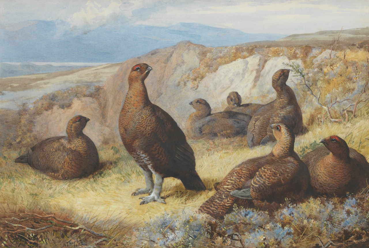 Red Grouse by Archibald Thorburn