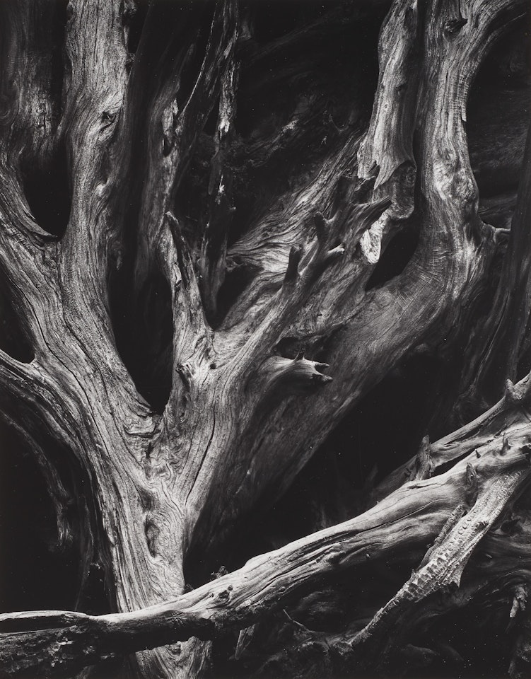 Sequoia Roots, Mariposa Grove Yosemite National Park, California by Ansel Adams