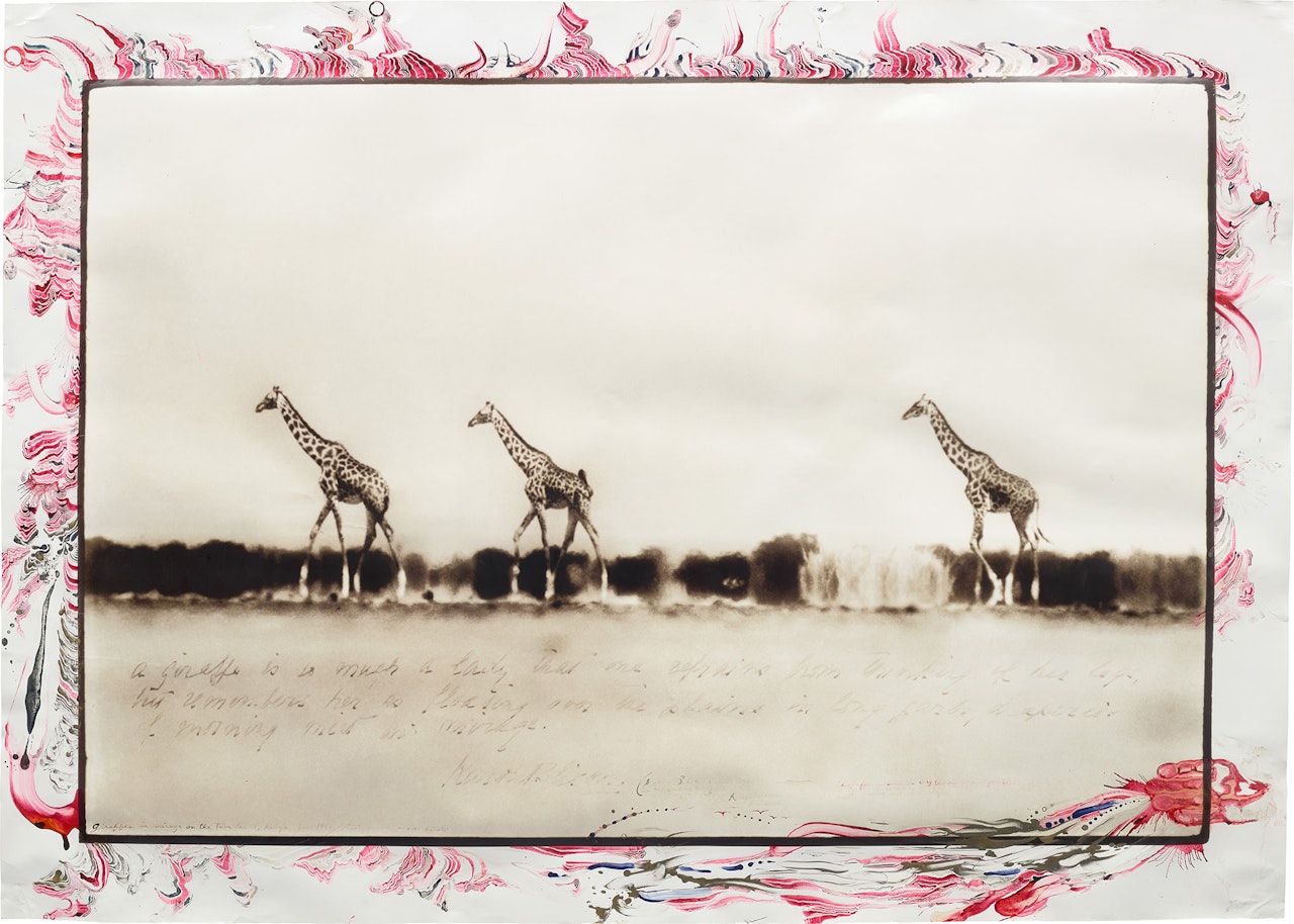 Giraffes in mirage on the Taru desert, Kenya, June by Peter Beard