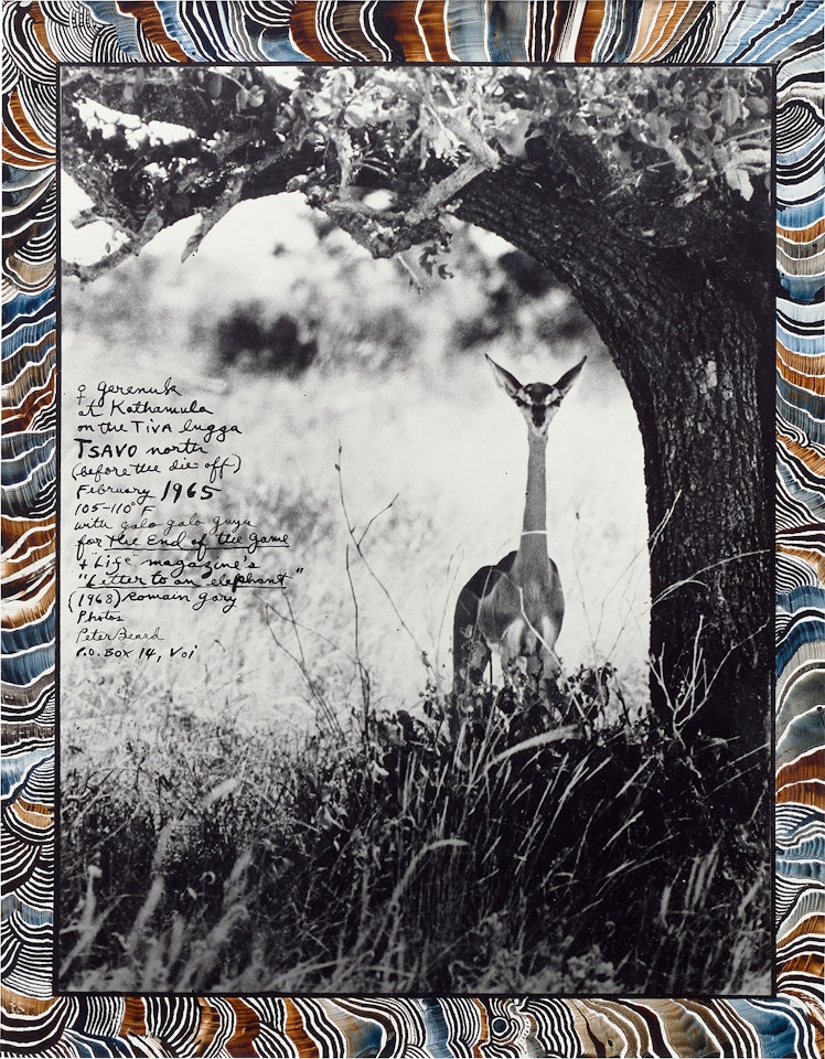 Female Gerenuk on the Tiva, Tsavo North, near Kathamula (before the die-off) February by Peter Beard