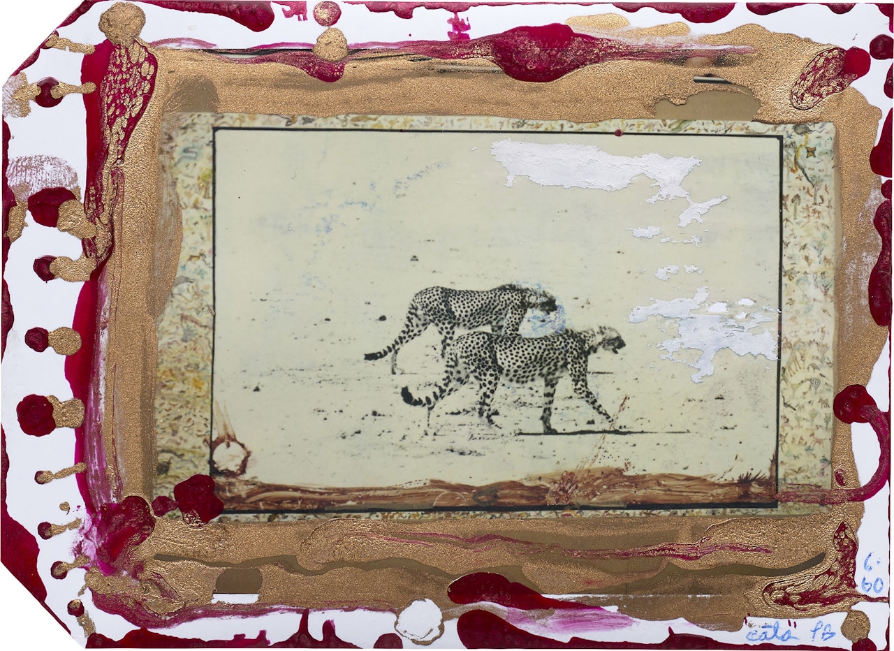 Hunting Cheetahs on the Taru desert, Kenya, June by Peter Beard