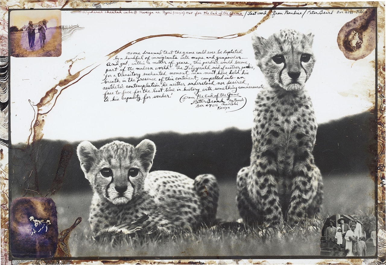 Orphaned cheetah cubs @ Mweiga nr. Nyeri (KENYA) for The End of the Game / Last word from Paradise by Peter Beard