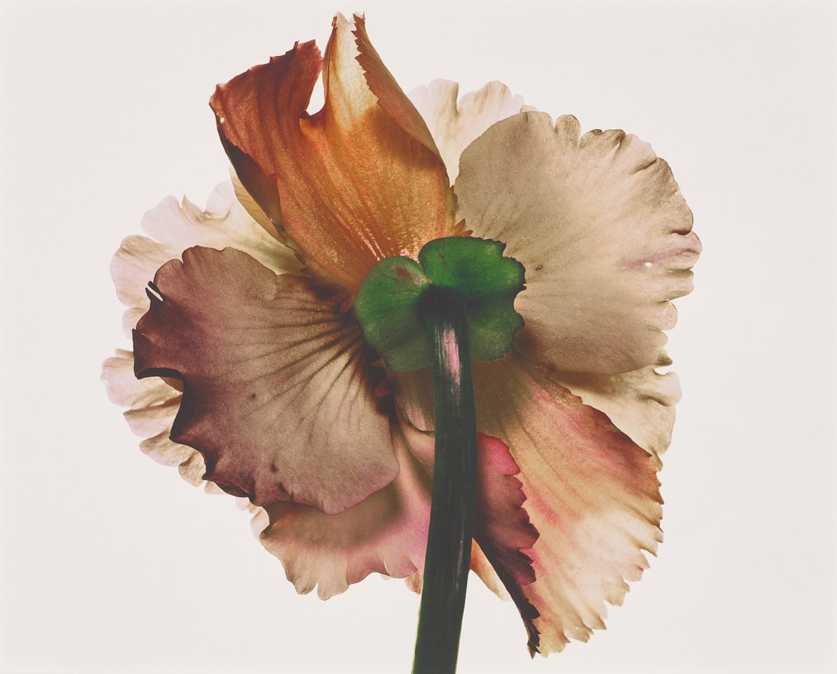 Tuberous Begonia (New York) by Irving Penn