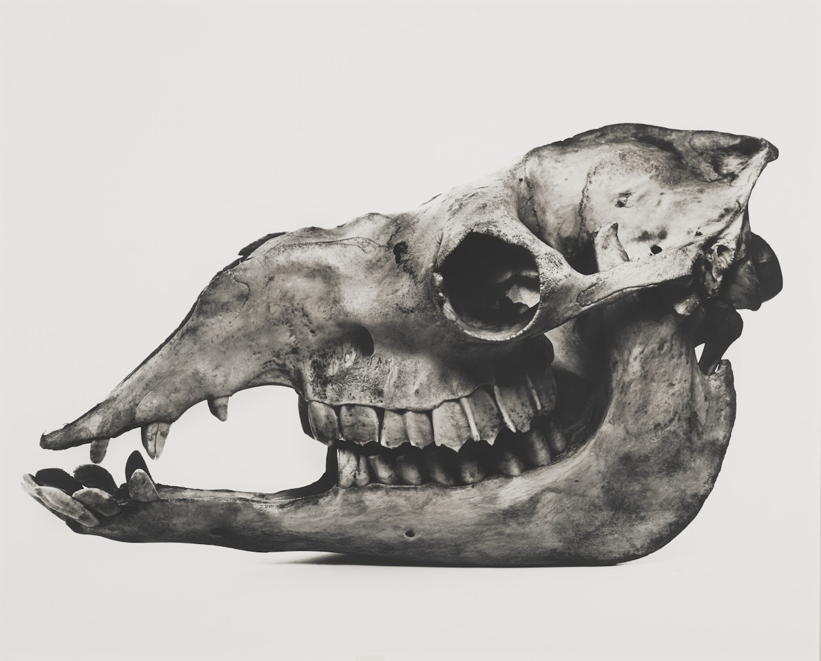 Camel, Národní Museum, Prague by Irving Penn
